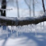 ice storm, ice on branch, branch